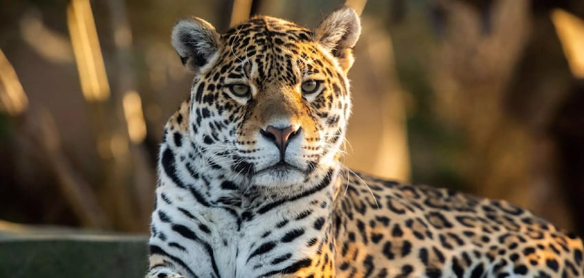 Au Muséum, Félins l'expo la plus craquante de Paris