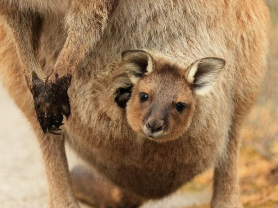 bébé kangourou