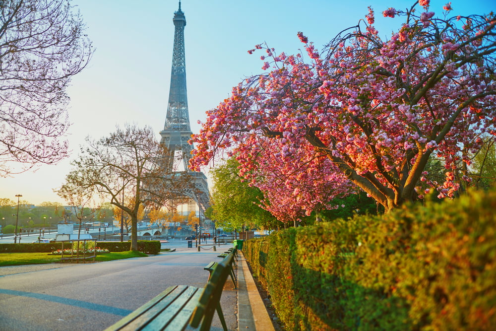 Vue de la Tour Eiffel aux cerisiers en fleurs à Paris © Ekaterina Pokrovsky