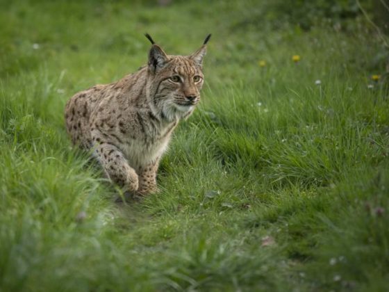 Exposition Félins au Muséum