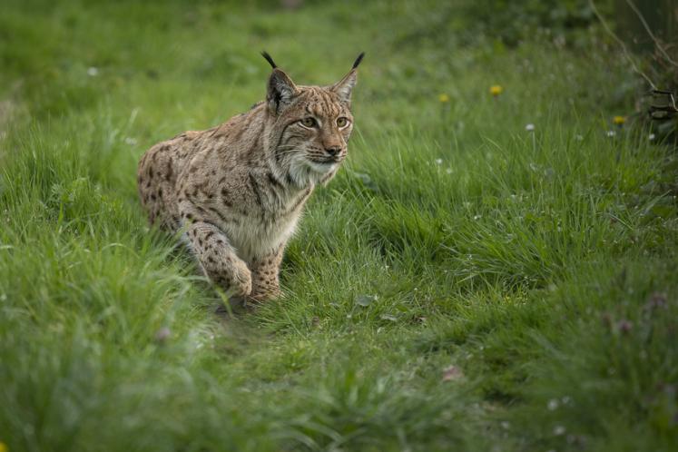 Exposition Félins au Muséum